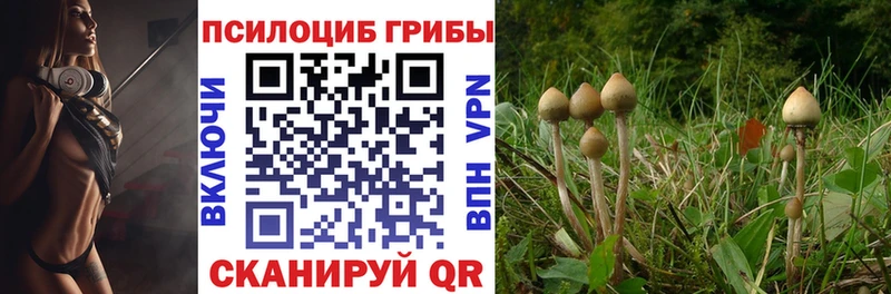 купить закладку Каменногорск Псилоцибиновые грибы мицелий